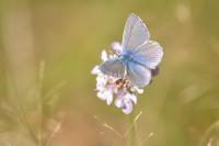Polyommatus icarus