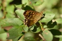 Pararge aegeria