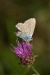 Polyommatus icarus
