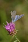 Polyommatus icarus