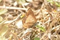 Polyommatus icarus
