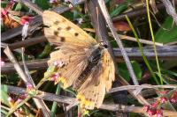 Lycaena phlaeas