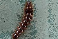 Acronicta rumicis