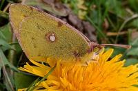 Colias crocea