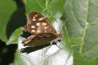 Pararge aegeria