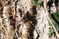 Vanessa atalanta