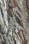 Catocala nupta