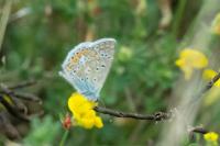 Polyommatus icarus
