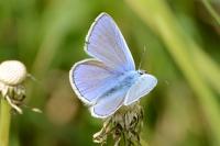 Polyommatus icarus