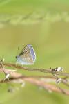 Polyommatus icarus