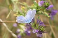 Polyommatus icarus