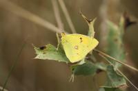 Colias crocea