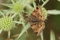 Euclidia glyphica