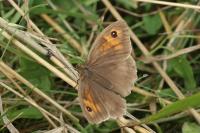 Pyronia tithonus