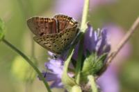 Lycaena tityrus
