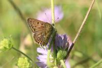 Lycaena tityrus