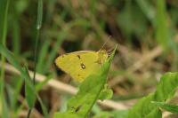 Colias crocea