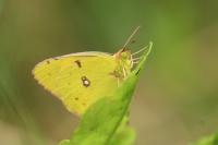 Colias crocea