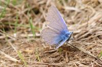 Polyommatus icarus