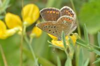 Polyommatus icarus