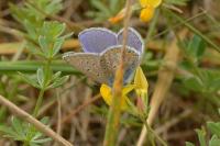 Polyommatus icarus