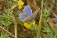 Polyommatus icarus