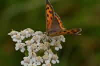 Lycaena phlaeas