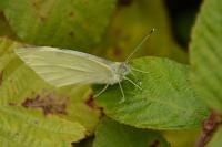 Pieris rapae