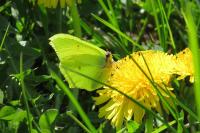Gonepteryx rhamni