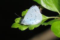 Celastrina argiolus