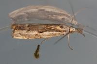 Agriphila geniculea