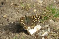 Pararge aegeria