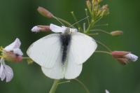 Pieris rapae