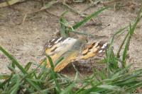Vanessa cardui