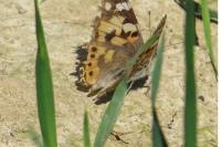 Vanessa cardui