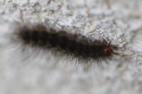 Arctia villica