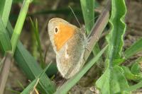 Coenonympha pamphilus
