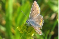 Aricia agestis