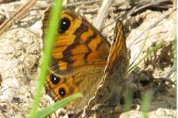 Lasiommata megera