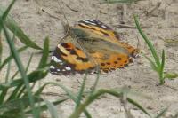 Vanessa cardui