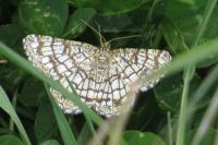 Chiasmia clathrata