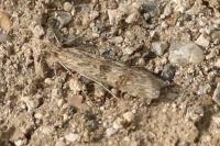 Nomophila noctuella