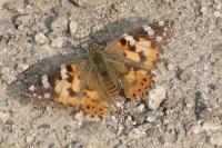 Vanessa cardui
