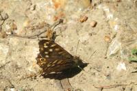 Pararge aegeria