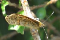 Lasiommata megera