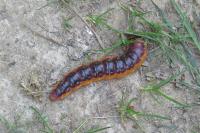 Cossus cossus