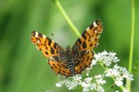 Araschnia levana