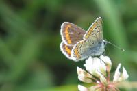 Aricia agestis