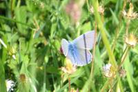 Polyommatus icarus