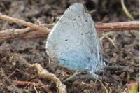 Celastrina argiolus